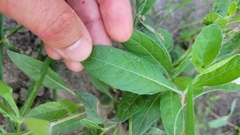 Ruellia metziae