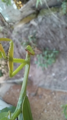 Stagmatoptera