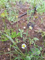 Brachyscome lineariloba