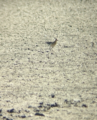 Calidris subruficollis