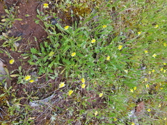 Goodenia pusilliflora