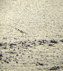 Calidris subruficollis