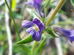 Stemodia bartsioides