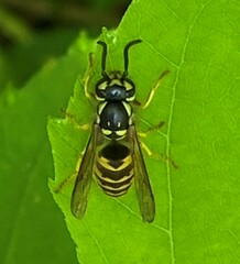 Vespula flavopilosa