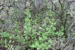 Ageratina deltoidea