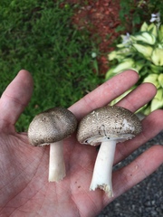 Agaricus placomyces