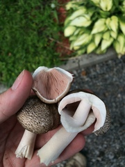 Agaricus placomyces