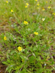 Goodenia pusilliflora