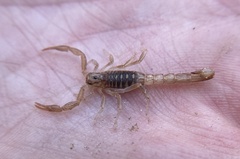 Paravaejovis spinigerus