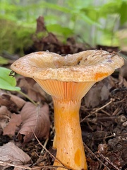 Lactarius thyinos