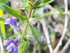 Stemodia bartsioides