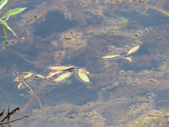 Potamogeton gramineus