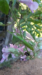 Stagmatoptera