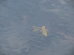 Potamogeton gramineus