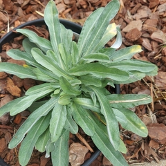 Camissoniopsis micrantha