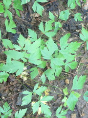 Xanthorhiza simplicissima