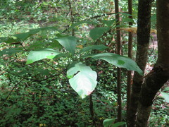 Magnolia tripetala
