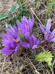Colchicum
