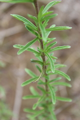 Stevia pilosa