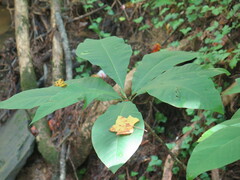 Magnolia tripetala