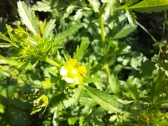 Potentilla paradoxa