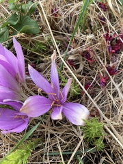 Colchicum