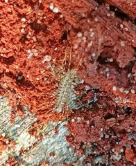 Allothereua maculata
