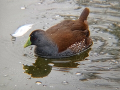 Porphyriops melanops