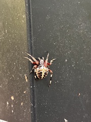 Neoscona domiciliorum