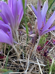 Colchicum