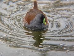 Porphyriops melanops