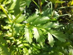 Potentilla paradoxa