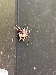 Neoscona domiciliorum