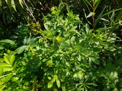 Potentilla paradoxa