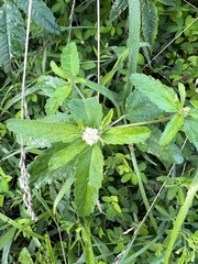Croton glandulosus