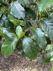 Pennantia cunninghamii