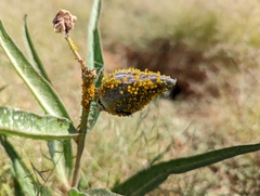 Asclepiadoideae