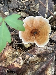 Podoscypha petalodes