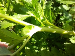 Potentilla paradoxa