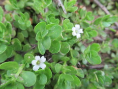 Bacopa monnieri