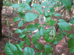 Vaccinium arboreum