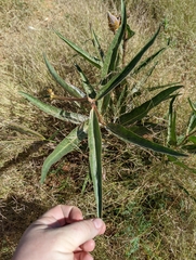 Asclepiadoideae
