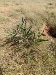Asclepiadoideae