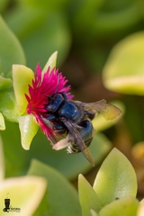 Xylocopa viridis