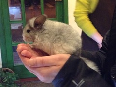 Chinchilla