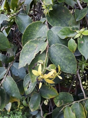 Grewia bicolor