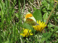 Anthocharis julia sulfuris