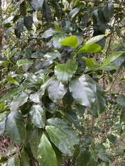 Pennantia cunninghamii