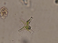 Staurastrum brachiatum