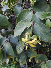 Grewia bicolor